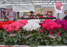 Dit is hun Super Serie Donatello F1. Een makkelijk te telen plant voor de retail omdat deze zeer uniform groeit en bloeit.